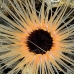 anemone_tr_si_v_0112_kom0472.jpg